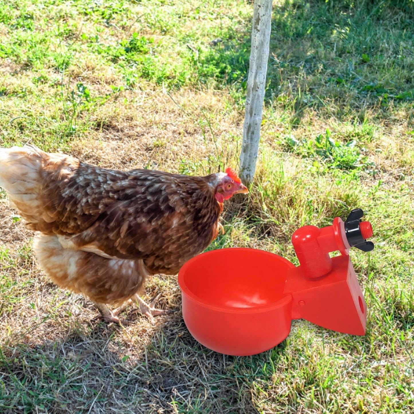 Automatic Poultry Drinking Bowl