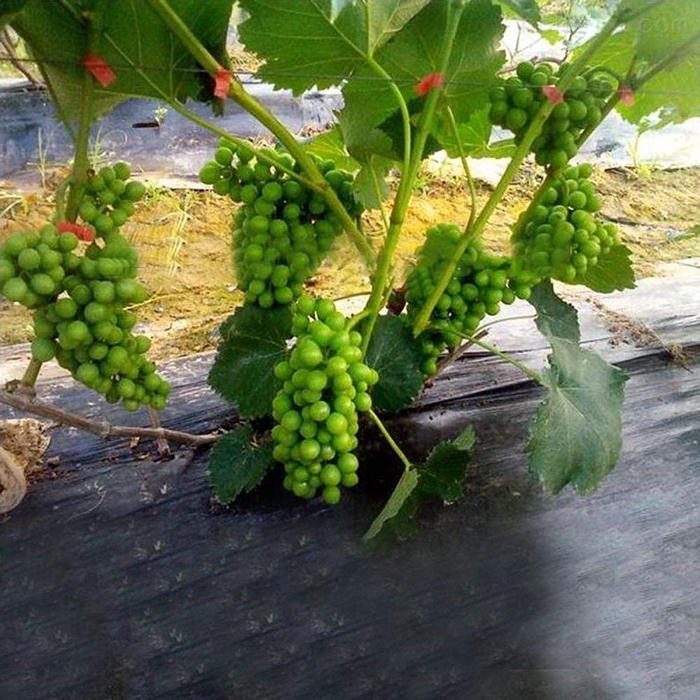 Trellis Plant Upright Tying Tapetool